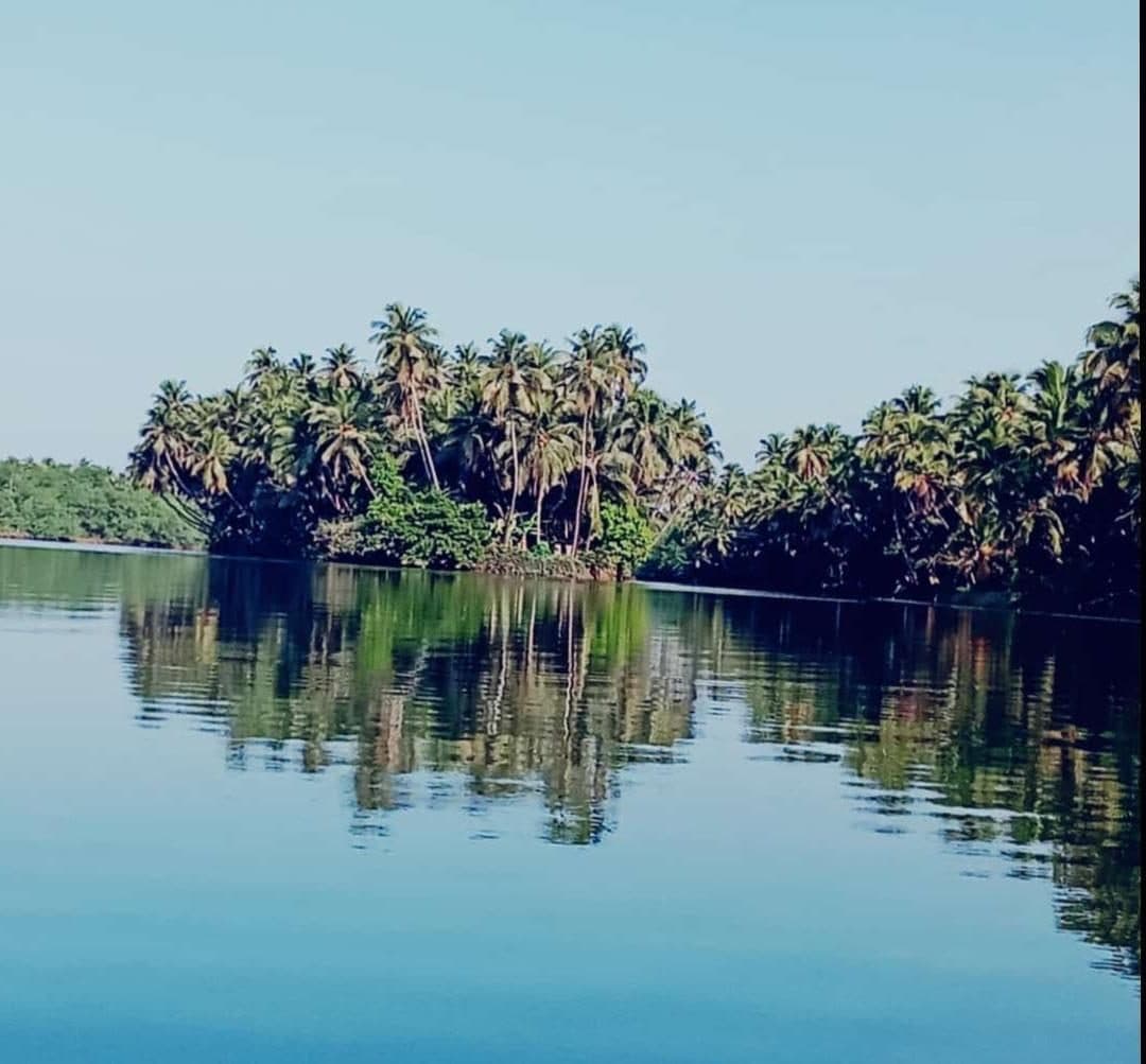 Coconut palms reflected in the calm backwater