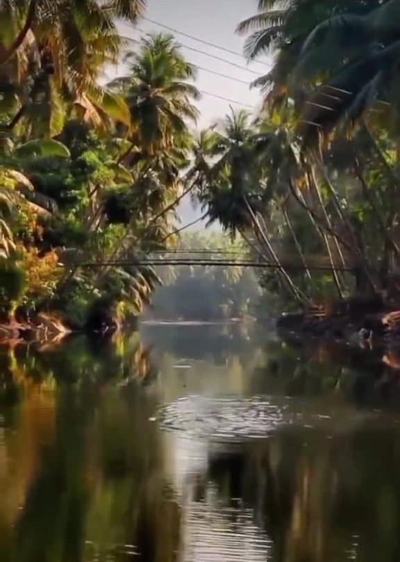 Still water and mangroves on the Honnavar backwaters