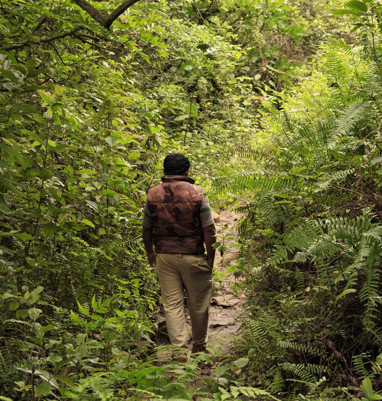 Walker on a green forest trail in the Western Ghats