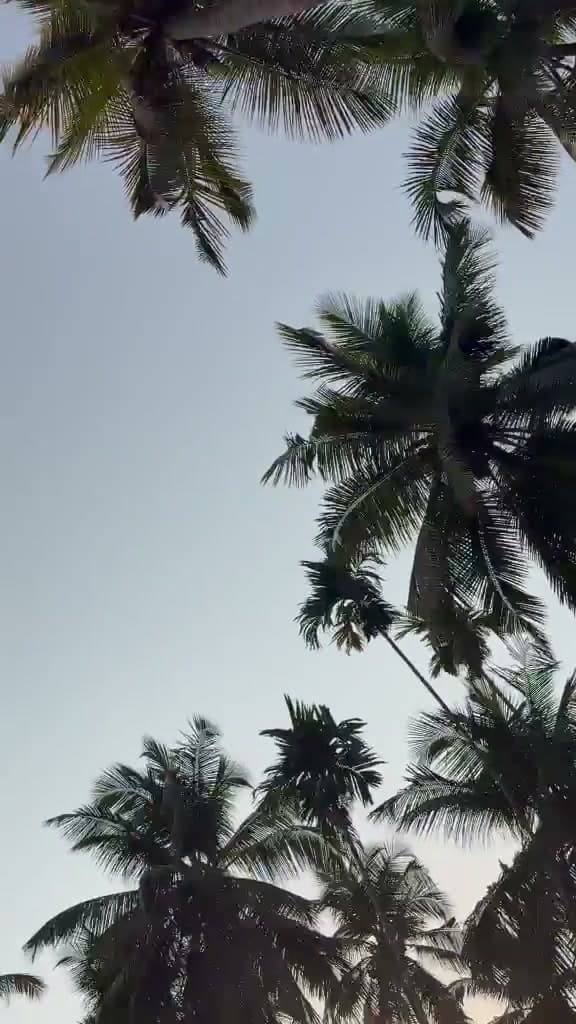Coconut palms above the yard