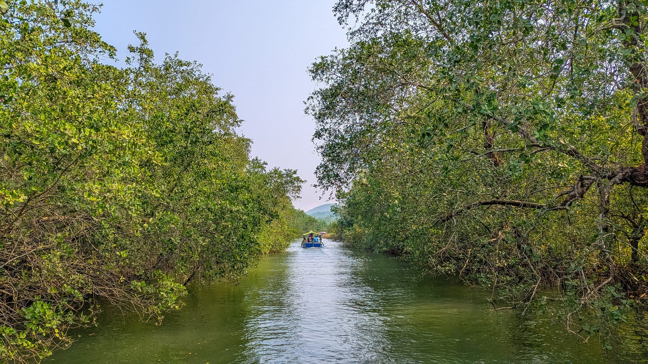 Tour boat gliding through a mangrove channel on the Honnavar backwaters