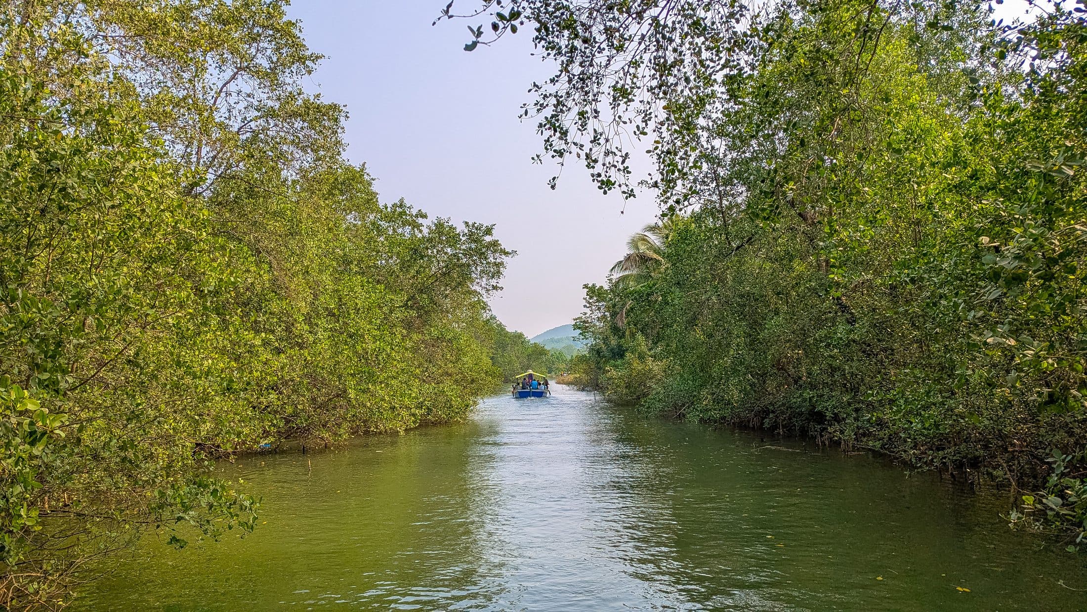 Green mangrove canopy over the Badagani river near Honnavar