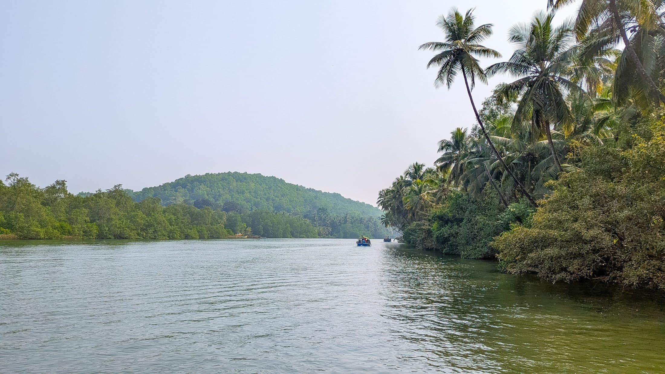 Coconut palms leaning over the Sharavathi backwaters